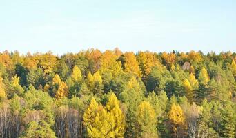 magnifique l'automne paysage panorama de une scénique forêt photo