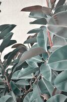 grand feuilles de ficus. Contexte de feuilles de ficus. - image photo