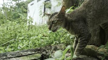 mignonne national chat dans le jardin. sélectif se concentrer. portrait de une sauvage chat dans une Naturel environnement. séance, debout, proche en haut. photo