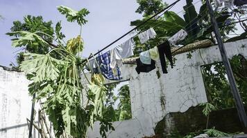 Papaye arbre chutes sur enfants vêtements séchage dans le Soleil contre une bleu ciel arrière-plan, Indonésie. photo