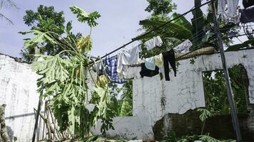 Papaye arbre chutes sur enfants vêtements séchage dans le Soleil contre une bleu ciel arrière-plan, Indonésie. photo