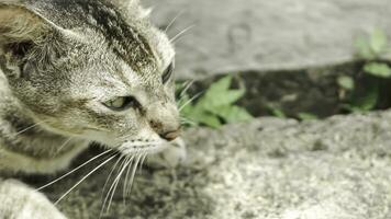 mignonne national chat dans le jardin. sélectif se concentrer. portrait de une sauvage chat dans une Naturel environnement. séance, debout, proche en haut. photo