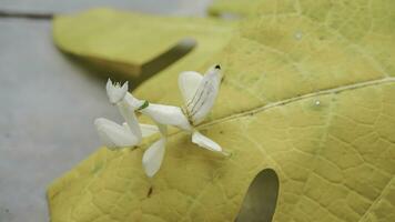 mante sauterelle sur Jaune Papaye feuille, fermer, Indonésie. photo