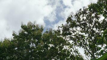 des arbres dans le forêt avec bleu ciel arrière-plan, Indonésie. photo