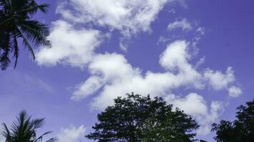 noix de coco arbre avec bleu ciel et blanc des nuages, Indonésie. photo