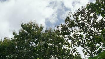 des arbres dans le forêt avec bleu ciel arrière-plan, Indonésie. photo