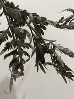Contexte avec feuilles de plantes.esthétique proche en haut photo