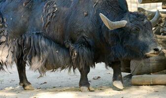 gros adulte marron yak été photo