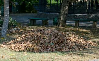une pile de sec feuilles dans une parc sur un l'automne jour, Ukraine photo