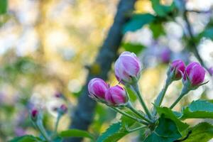 épanouissement branche de Pomme arbre avec rose fleurs dans le jardin photo