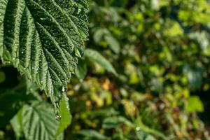 l'eau gouttes sur le feuilles de une framboise buisson. sélectif se concentrer. photo