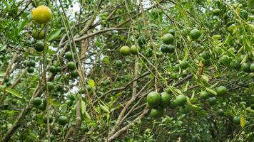 mûr et vert agrumes ou Orange des fruits pendaison de des arbres dans le ferme avec laissez tomber de l'eau et vert feuilles. mûr Orange photo