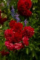 magnifique des roses sur foncé Contexte. luxuriant buisson de rose des roses avec foncé vignette photo