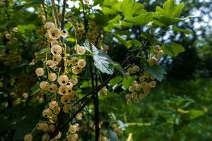 mûr blanc groseilles dans le jardin. photo