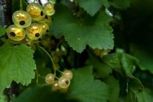 mûr blanc groseilles dans le jardin. photo