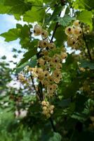 mûr blanc groseilles dans le jardin. photo