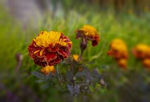 l'automne concept. floraison de coupe noire, soucis dans le l'automne jardin sur une ensoleillé journée. photo