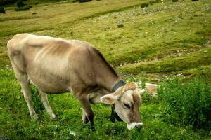 vaches pâturage dans le panorama de le montagnes de livigno dans valteline dans le mois de août dans le été de 2023 photo