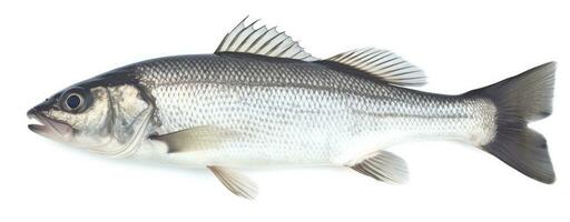 un Frais mer basse poisson isolé sur blanc Contexte. ai généré. photo