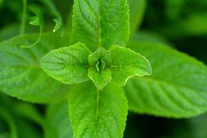 sauvage menthe mentha arvensis proche en haut photo