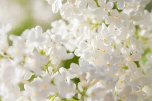 blanc lilas fleurs fleur photo