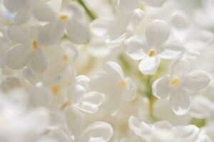 blanc lilas fleurs fleur photo