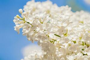 blanc lilas fleurs fleur photo