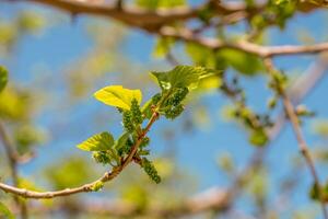 mûre croissance sur une branche photo