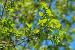 mûre croissance sur une branche photo