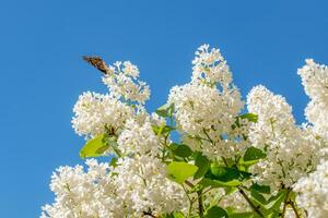 blanc lilas fleurs printemps Contexte photo