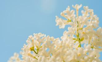 blanc lilas fleurs printemps Contexte photo