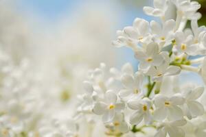 blanc lilas fleurs printemps Contexte photo