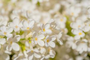 blanc lilas fleurs printemps Contexte photo