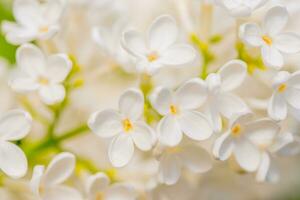 blanc lilas fleurs printemps Contexte photo