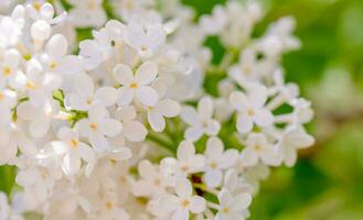 blanc lilas fleur photo