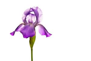 fleur d'iris sur fond blanc photo