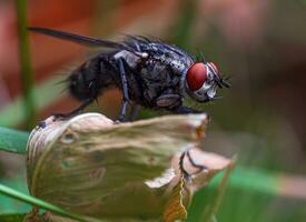 mouche insecte sur feuille proche en haut photo