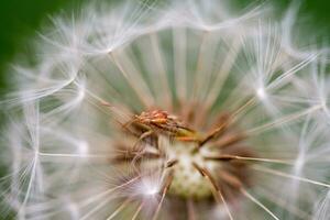 graine de pissenlit bouchent photo