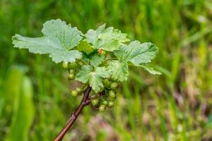 groseille croissance sur une buisson photo