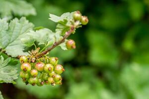 groseille croissance sur une buisson photo