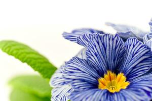 bleu primula fleur sur blanc Contexte photo