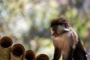 Jeune singe. singe photo