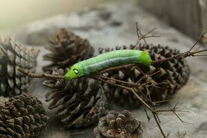 animaux chenilles ver vert photo