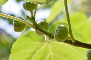 figues sur une branche photo