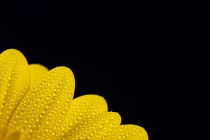 Jaune gerbera fleur avec l'eau gouttes photo