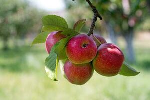 Pomme arbre avec pommes sur branche photo
