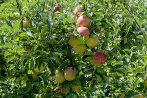 Pomme arbre avec pommes sur branche photo