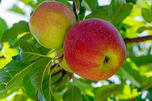 Pomme arbre avec pommes sur branche photo