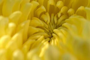 Jaune Marguerite gerbera fleur Contexte photo