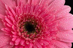 rose Marguerite gerbera fleur photo